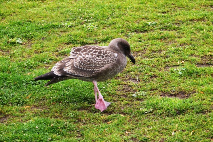 Palace of Fine Arts 12