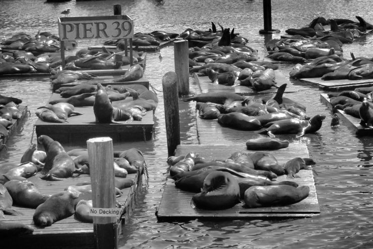 Pier 39 (5)