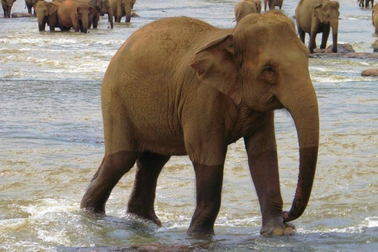 Pinnawala Elephant orphanage (15)