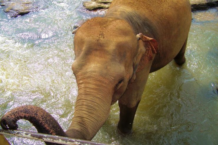 Pinnawala Elephant orphanage (17)