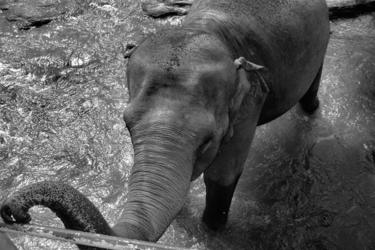 Pinnawala Elephant orphanage (18)