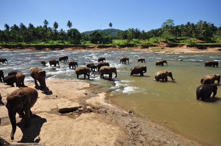 Pinnawala Elephant orphanage (19)