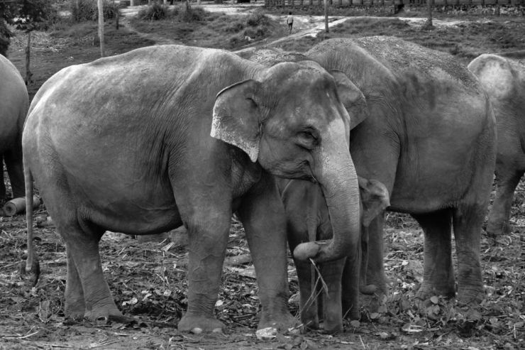 Pinnawala Elephant orphanage (4)