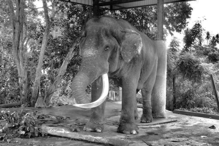Pinnawala Elephant orphanage (7)