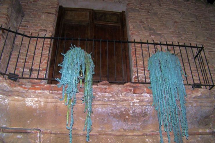 Posada de Don Rodrigo (11)