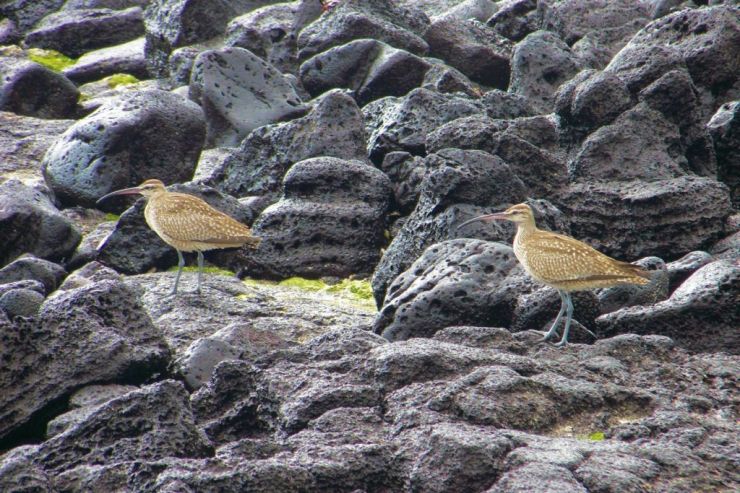 Post Office Bay (32)