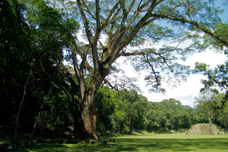 Ruinas de Copan (103)