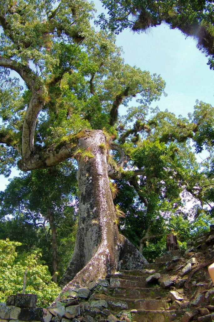 Ruinas de Copan (98)