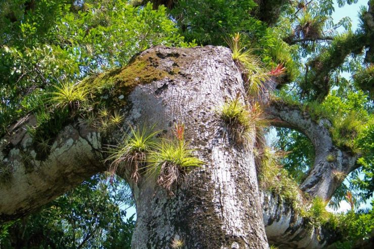 Ruinas de Copan (99)