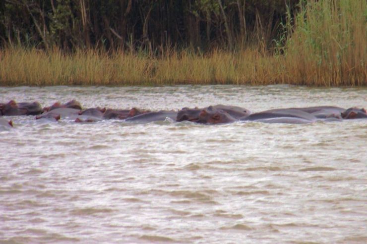 St.-Lucia estuarium 01
