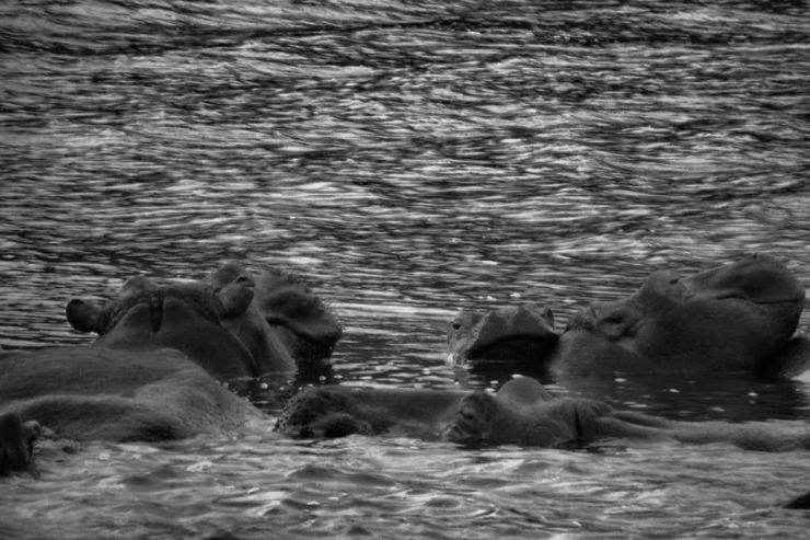 St.-Lucia estuarium 04 - kopie