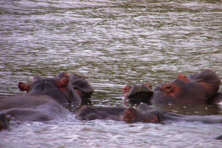 St.-Lucia estuarium 04