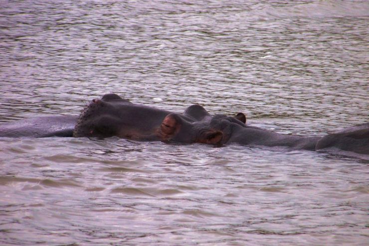 St.-Lucia estuarium 05