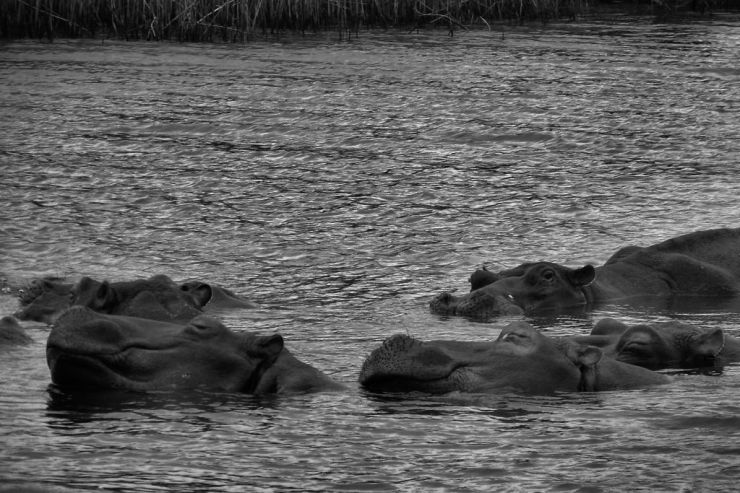 St.-Lucia estuarium 08