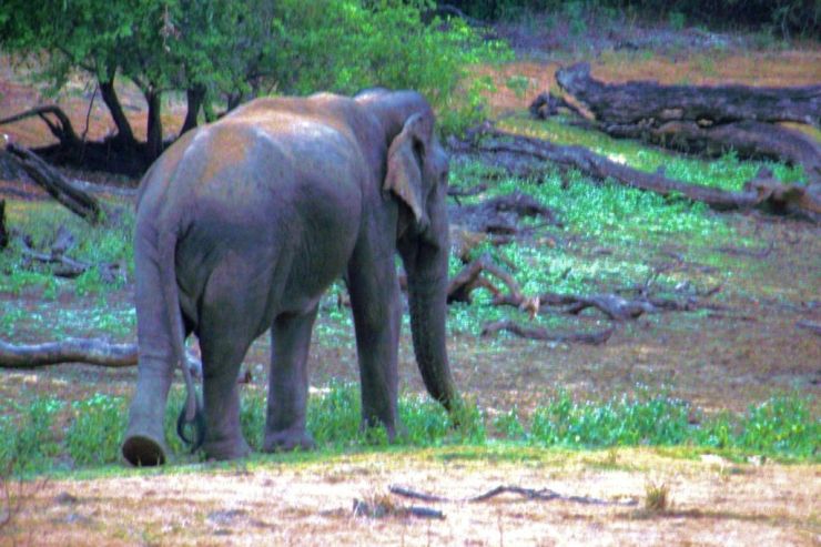 Yala NP (7)