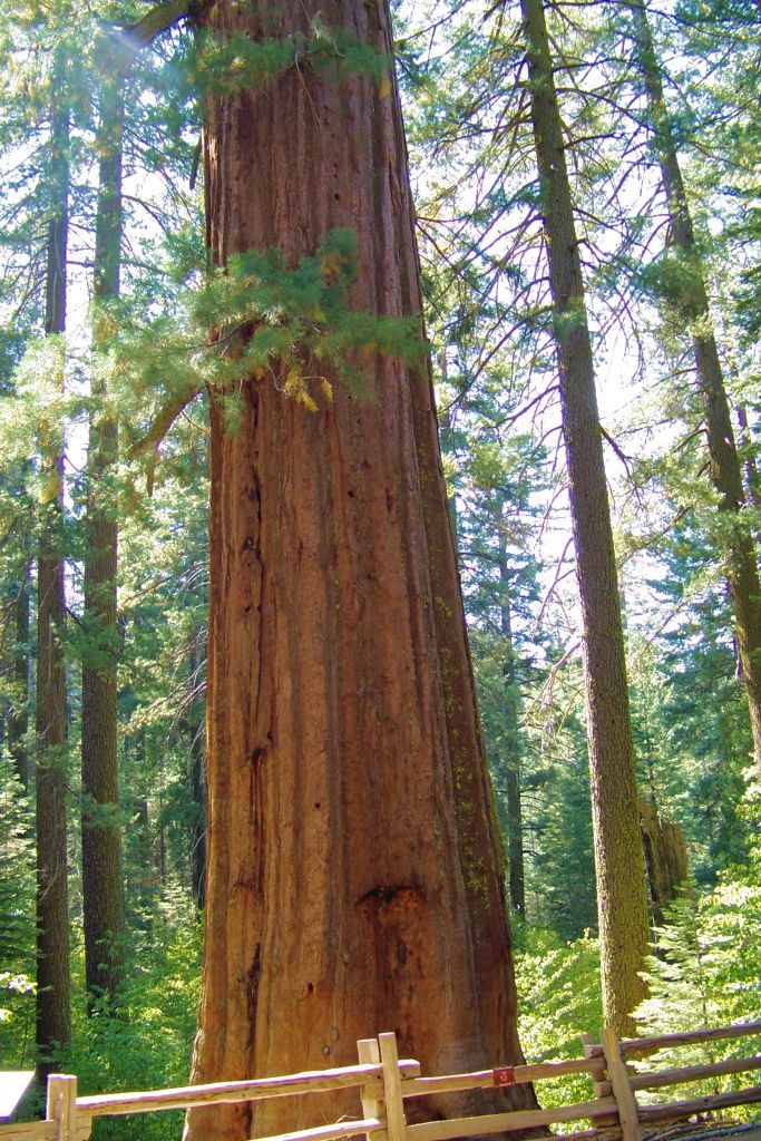 Yosemite NP (50)