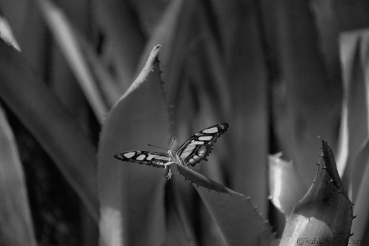IMG_3846
