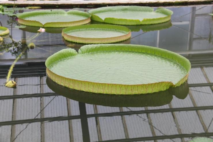 kannawa-umi-jigoku-15