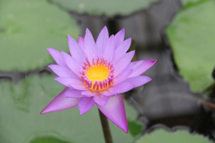 kannawa-umi-jigoku-21