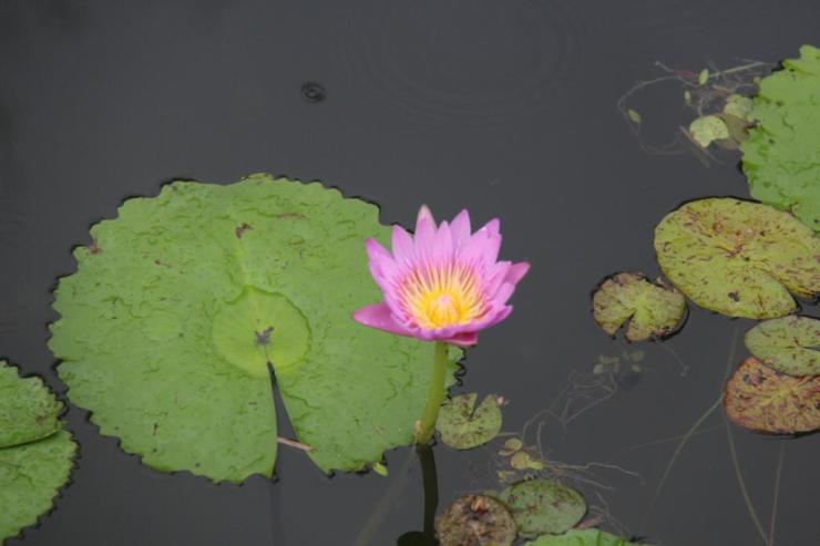 kannawa-umi-jigoku-5