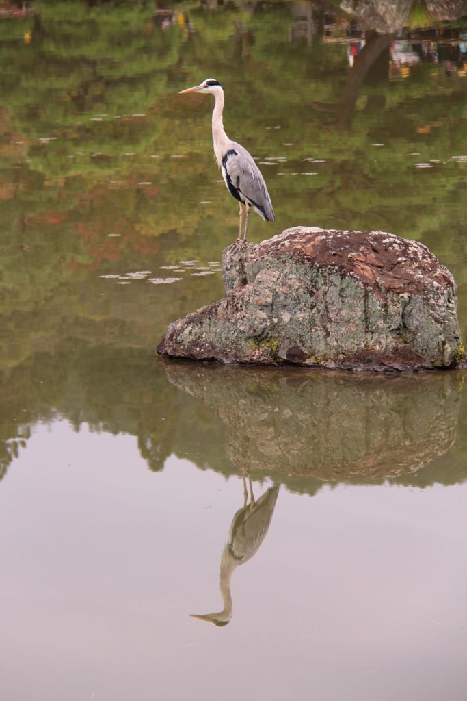 kinkaku-ji-temple-10