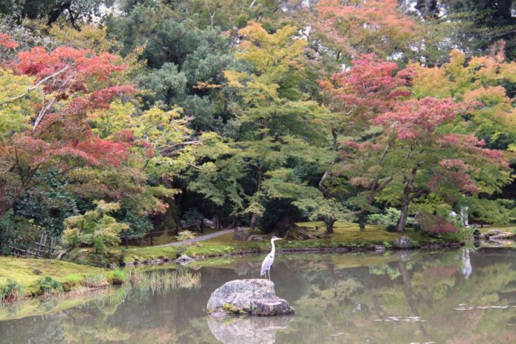 kinkaku-ji-temple-25