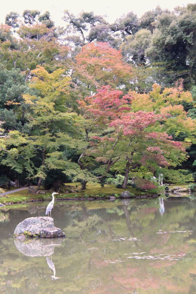 kinkaku-ji-temple-27