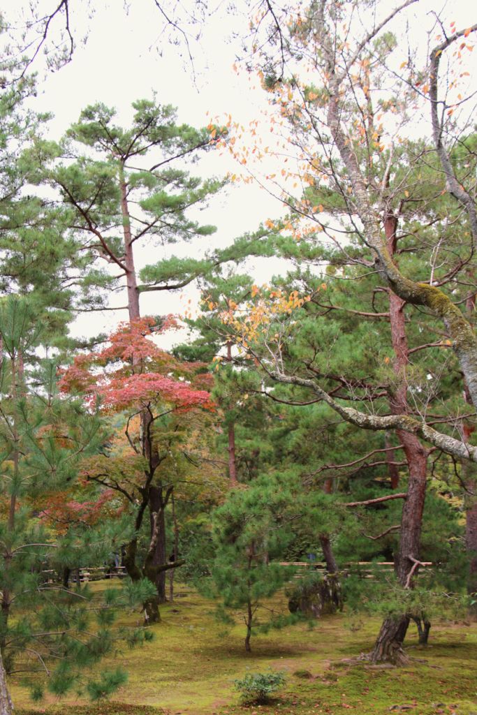 kinkaku-ji-temple-36