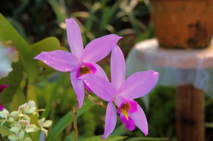 shinjuku-gyoen-garden-10