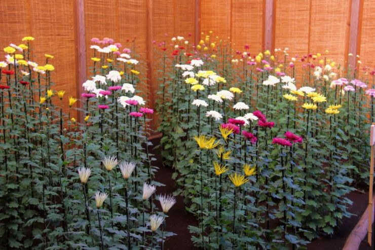 shinjuku-gyoen-garden-101