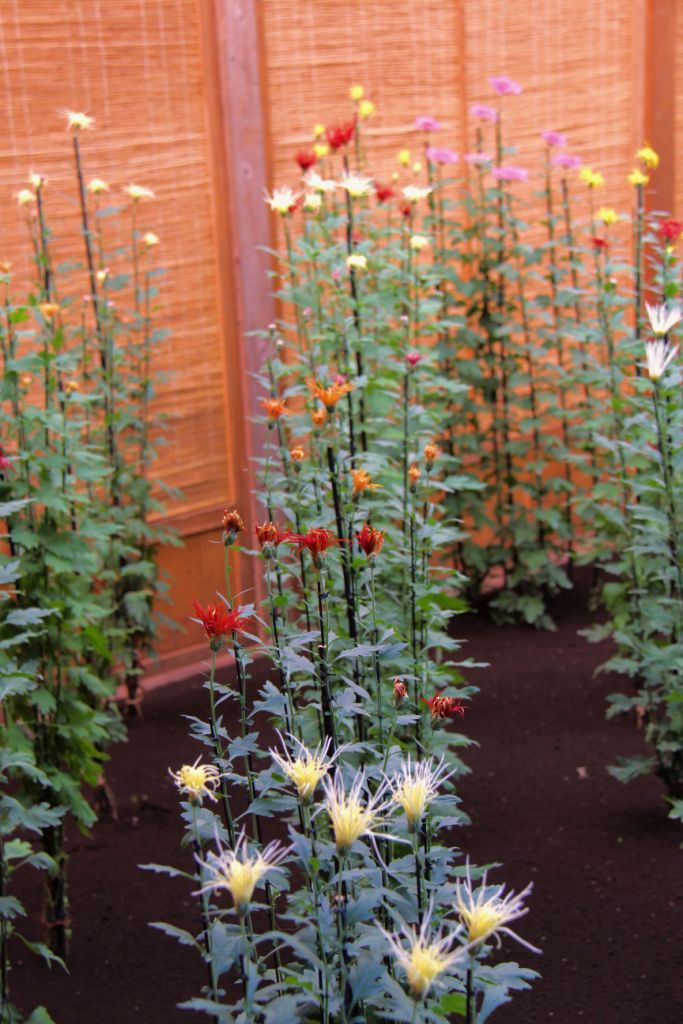 shinjuku-gyoen-garden-102