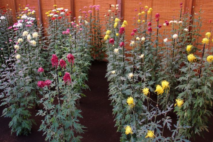 shinjuku-gyoen-garden-103