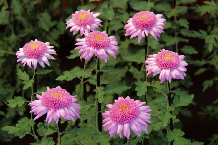 shinjuku-gyoen-garden-104