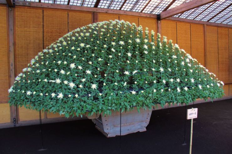 shinjuku-gyoen-garden-107