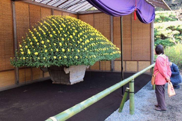 shinjuku-gyoen-garden-108