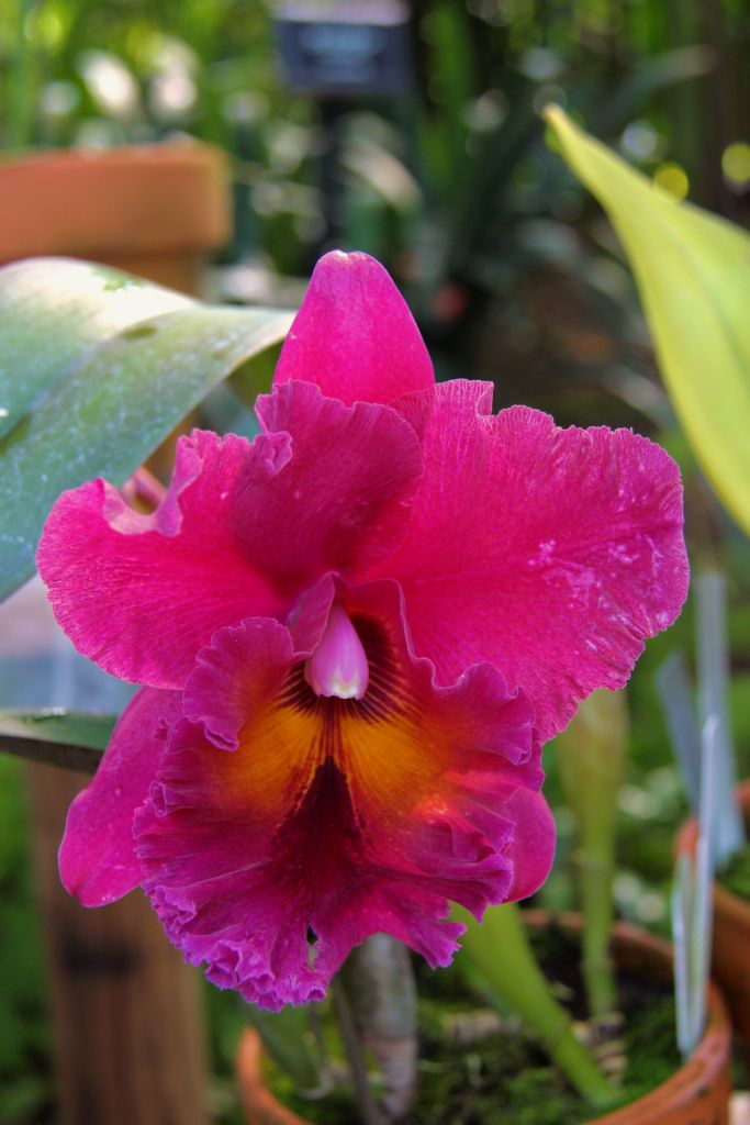 shinjuku-gyoen-garden-11