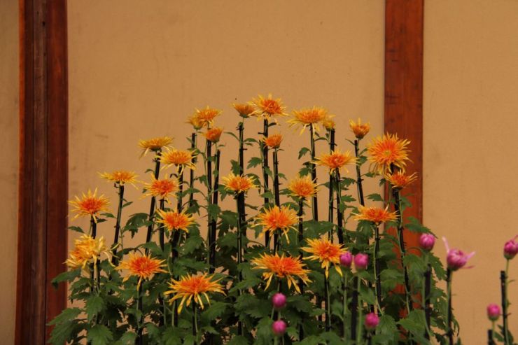 shinjuku-gyoen-garden-114