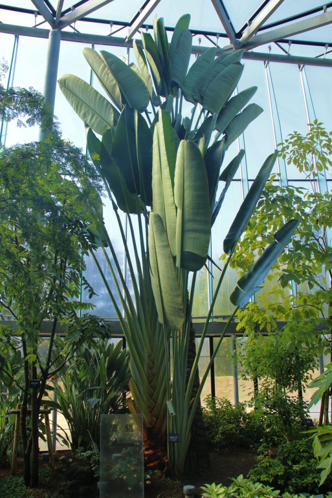 shinjuku-gyoen-garden-12