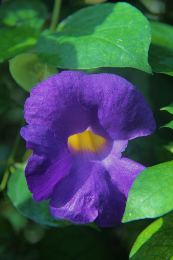 shinjuku-gyoen-garden-13