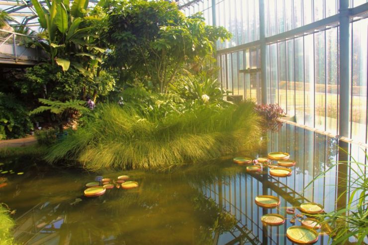 shinjuku-gyoen-garden-14