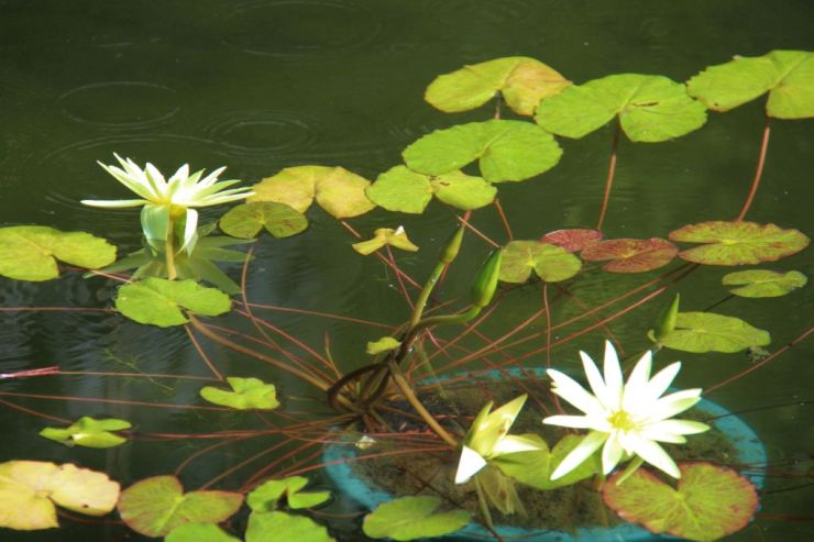 shinjuku-gyoen-garden-15