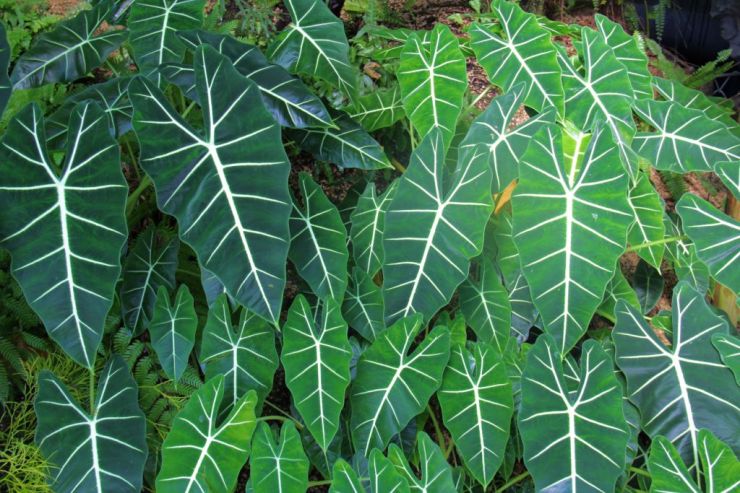 shinjuku-gyoen-garden-17