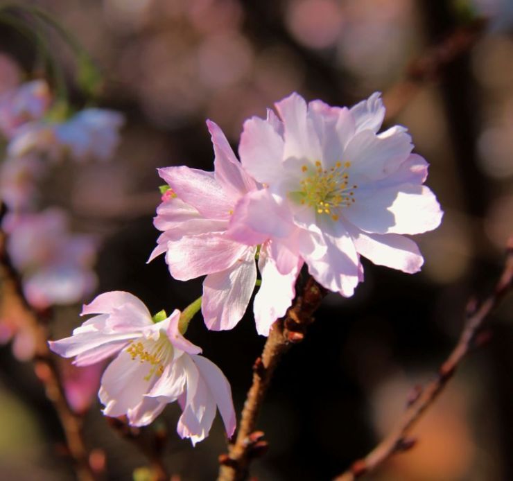 shinjuku-gyoen-garden-2