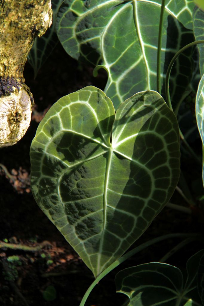 shinjuku-gyoen-garden-21