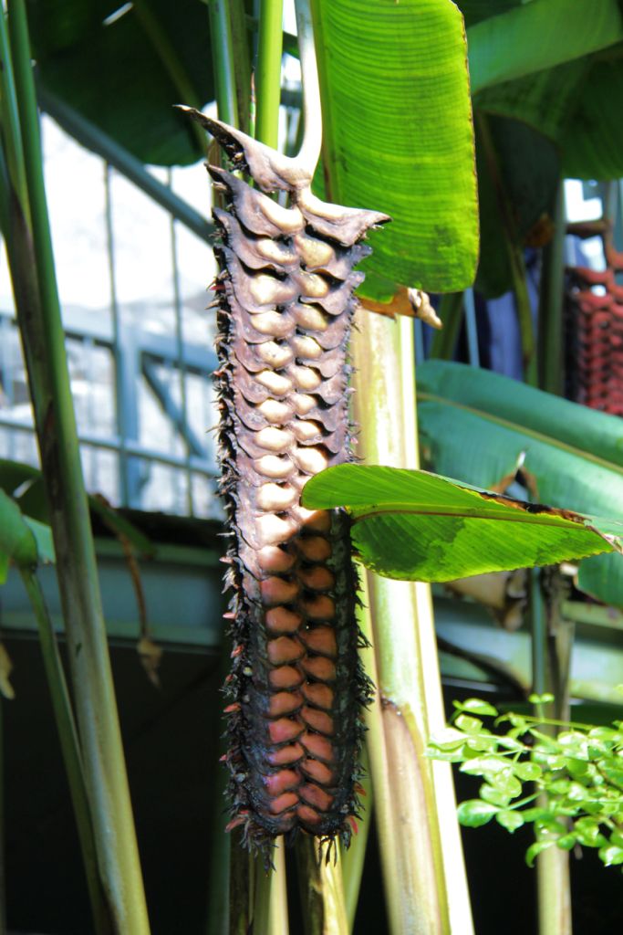 shinjuku-gyoen-garden-23