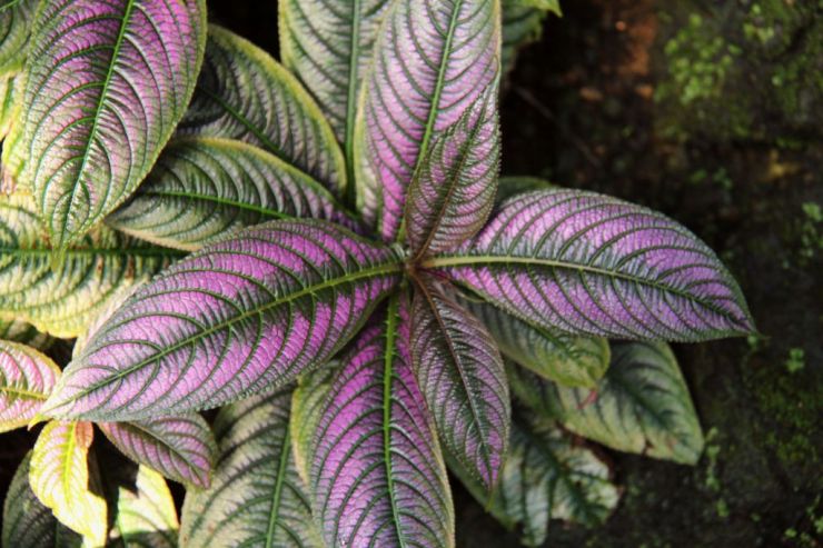 shinjuku-gyoen-garden-25