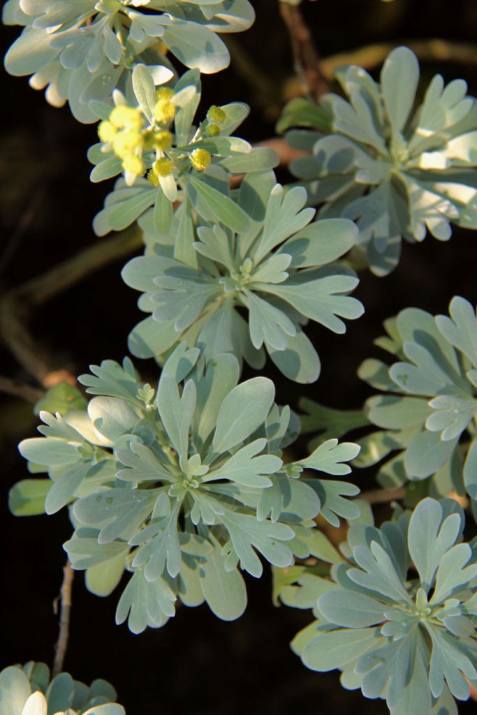 shinjuku-gyoen-garden-29