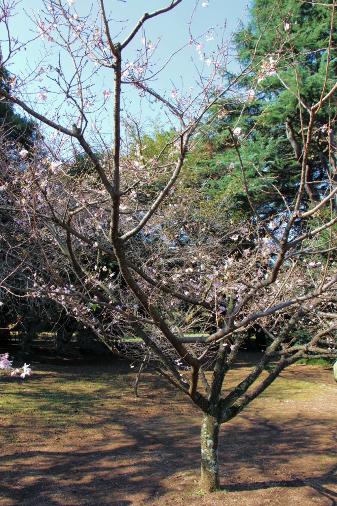 shinjuku-gyoen-garden-3