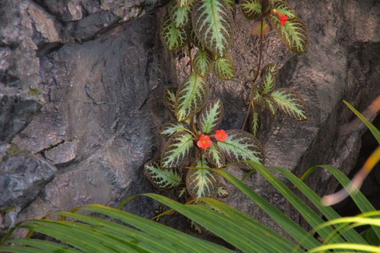 shinjuku-gyoen-garden-33