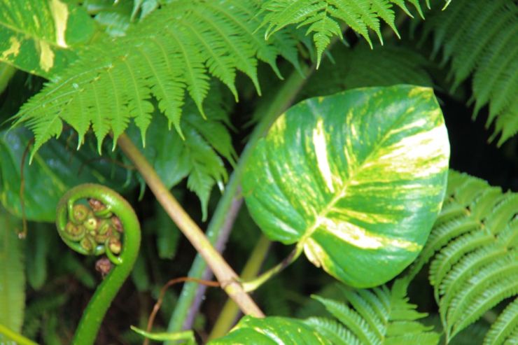 shinjuku-gyoen-garden-35